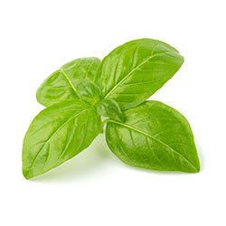 Basil