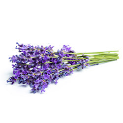 Lavendar